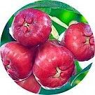 Яванское яблоко