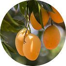 Манговое дерево