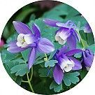 Аквилегия (водосбор)