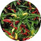 Американский перец