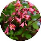 Полуночная роза (гейхера)