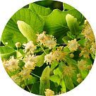 Липовое дерево