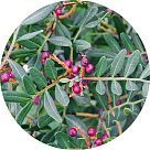 Мастиковое дерево