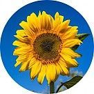 Подсолнечник