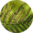 Папоротник