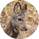 Черный мускус