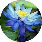 Голубой лотос