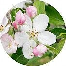 Яблоневый цвет