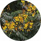 Дерево вакапу