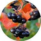 Черноплодная рябина