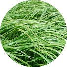 Спартина изящная