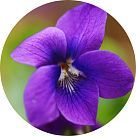 Виолеттин (Violettyne)