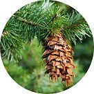 Еловый бальзам