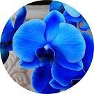 Голубая орхидея