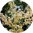 Цветок личи