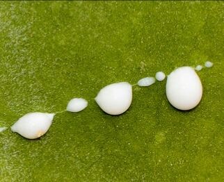 Молоко инжира