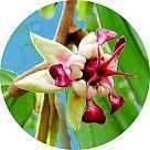 Цветок какао