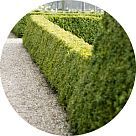 Кустарники