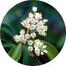 Амирис элемифера