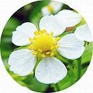 Цветок клубники