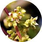 Цветок манго