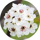 Цветок груши