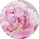 Розовый пион