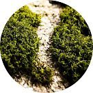 Кристаллический мох