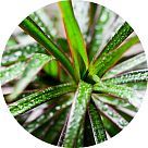 Лист драцены