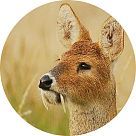 Космон (Cosmone)