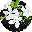 Райтия священная (водяной жасмин)