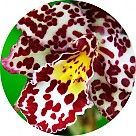 Тигровая орхидея