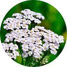 Тысячелистник