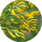 Дрок красильный