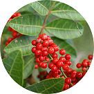 Перечное дерево