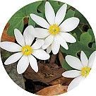 Волчья стопа (сангвинария канадская)