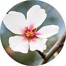 Цветок миндаля