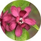 Каликантус