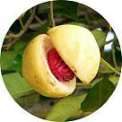 Мускатник душистый