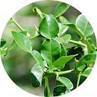 Лист лимона