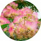 Альбиция (шелковое дерево)