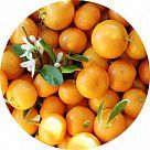 Каламондин