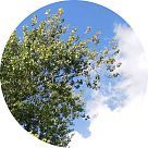 Тополь черный