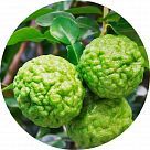 Кафрский лайм (каффир-лайм)