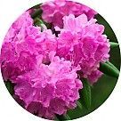 Рододендрон