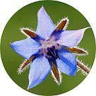 Бурачник (огуречная трава)