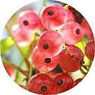 Розовая смородина