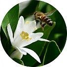 Цветок танжерина