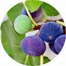 Инжировое дерево