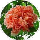 Цветок граната